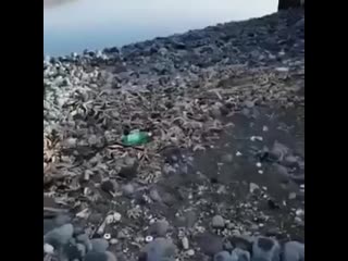 porn мужик снял видео из камчатки где видно сотни трупов морских обитателей на побережье отрава продолжает hd