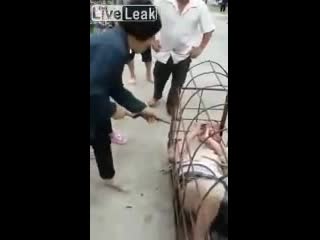 porn за измену жена заперла мужа в клетке и прилюдно наказала китай hd