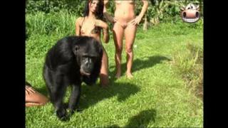 porn monkey and brasilian girls hd