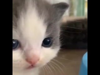 porn smp smirk mp3 hd