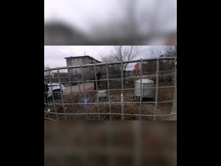 porn молодая козочка забежала в ограду газгольдера в сосновом бору hd
