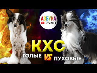 porn кхс голые и пуховые стрижка уход груминг эпиляция и солярий hd
