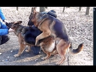 porn первая вязка дакара немецкие овчарки hard mating german shepherds одесса hd