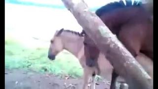 porn обожрутся своего сена и потом ябутся в жопы конь глиномес hd