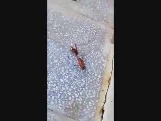 porn на каждого сильного найдется ещё сильней hd
