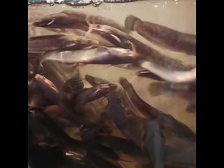 porn seachjkhfk vid 251420902 004601 431 mp4 hd