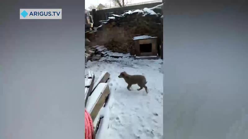 porn напавшей молодые на школьницу в улан удэ оказался алабай hd