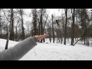 porn прикоснуться к природе всегда очень приятно кормим птичек в дворцовом парке гатчины 29 11 2022 г hd