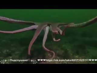 porn в это видео невозможно поверить но его удалось заснять на камеру hd
