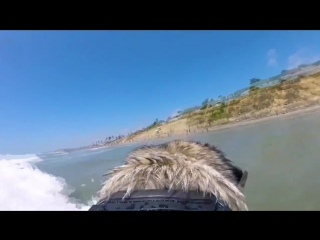 porn funny videos compilation подборка смешных видео 2 january 2016 pug surfer мопс сёрфер hd