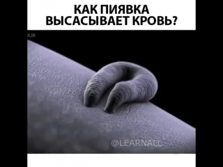 porn гирудотерапия лечение различных заболеваний человека с использованием медицинской пияи hd