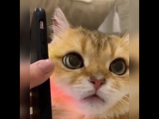 porn когда утром слушаешь голосовые которые ты отправлял ночью пьяным hd