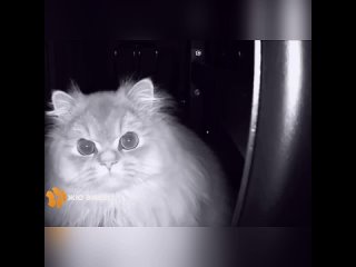 porn вы че меня снимаете без разрешения hd