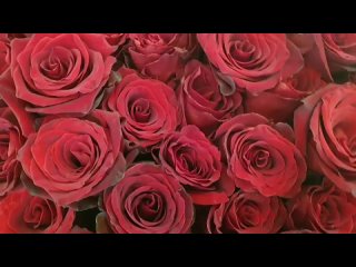 porn видео от димаш кудайберген eurasian fan club hd