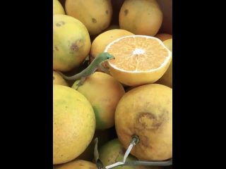 porn крошечная ящерица лижет лимон hd