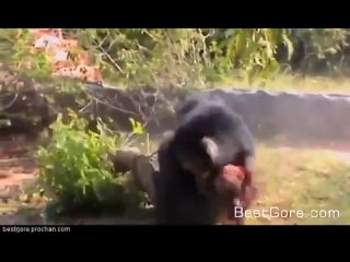 porn особое мнение 21 страшные кадры медведь растерзал индийского фермера hd