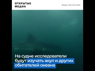 porn учёные воссоздадут лодку из челюстей для изучения акул hd