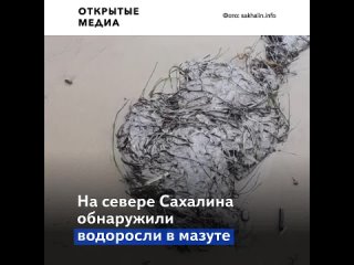 porn на побережье сахалина выбросило залитые мазутом водоросли hd