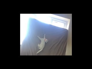 porn моя кошечка воспользовалась моментом hd