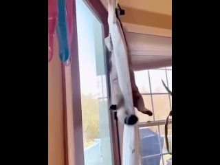 porn моему котьке захотелось забраться повыше hd
