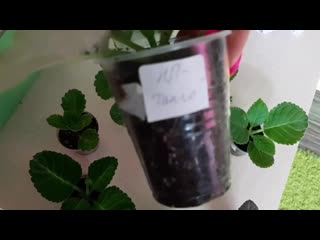 porn укоренение глоксиний с несколькими макушками продолжение hd