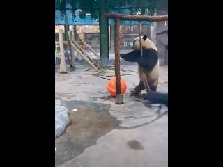 porn умеет развлекаться и валять дурака hd