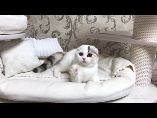 porn kalani nimfa энергичная и забавная девочка hd