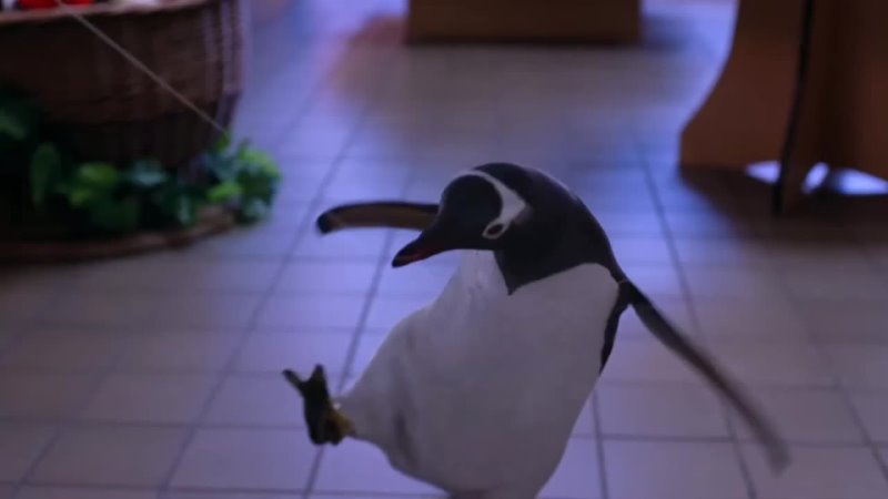 porn пингвин penguin наталия лансере авторская молодые песня добрые милые забавные пингвины hd