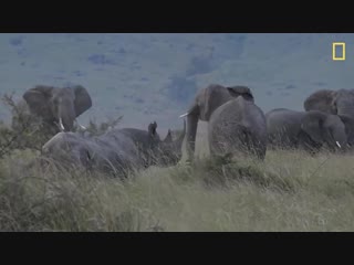 porn столкновение черных носорогов львов и слонов nat geo wild hd