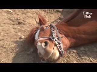 porn лошадь притворяется мёртвой каждый раз когда её пытаются оседлать hd