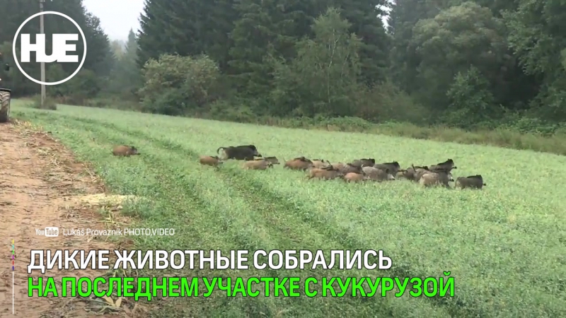 porn кабанье семейство чуть не попало под комбайн в чехии hd