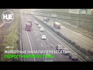 porn в пекине смертельное дтп из за баранов попало на видео hd
