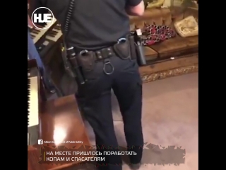 porn в америке семейству людей на головы свалилось семейство енотов hd