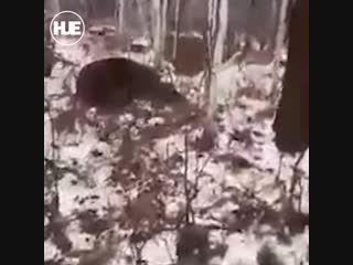 porn на камчатке парень защитил младшего брата от медведя ценой собственной жизни hd