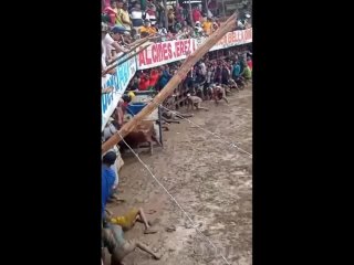 porn опять эти сумашедшие быки и люди hd
