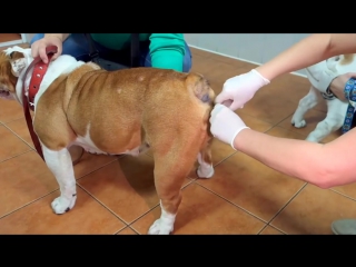 porn artificial insemination english bulldog искусственное оплодотворение английских бульдогов hd