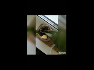 porn пересадка орхидеи без корней в цеофлору hd