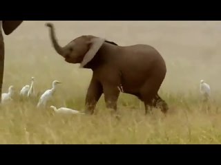 porn слонёнок учится управлять своим хоботом hd