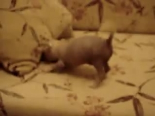 porn продается китайская хохлатая голая девочка мини hd