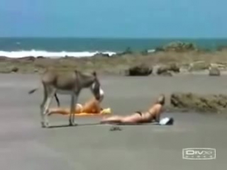porn официальный автомобиль пятой вписки блеать hd
