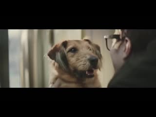 porn очень трогательная социальная реклама dogs trust that special someone hd