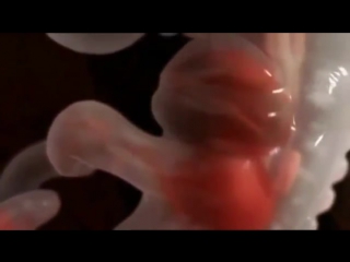 porn процесс оплодотворения и внутриутробного развития ребенка hd