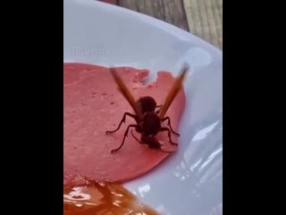 porn шершень режет колбасу hd