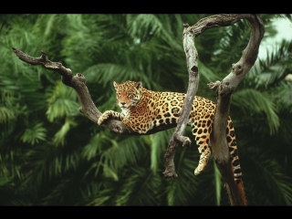 porn амазонка колыбель жизни дикий мир документальный фильм national geographic hd