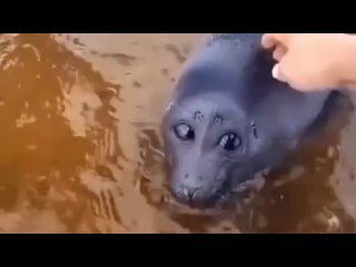 porn грустный тюлень плачет смотрит в камеру жалобными глазами hd