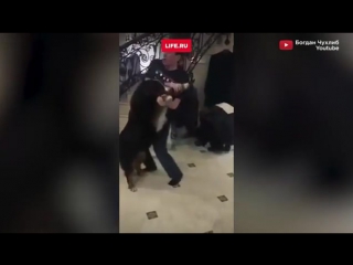 porn в интернете появилось видео на котором генпрокурор украины юрий луценко танцует с бернской овчаркой закончился танец hd