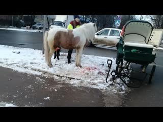 porn в одном из районов подольска пони попал под колеса автомобиля водитель не пропустил гужевую повозку hd