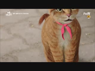 porn тизеры к дораме сказка о фее hd