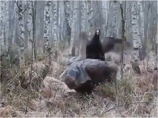 porn отстань противный я лося жду hd