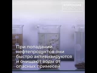 porn сибирские ученые разработали уникальную технологию очистки сточных вод от нефти hd